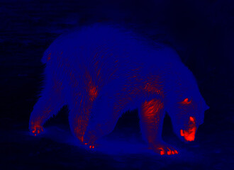 Polar bear in the polar night. Scanning the animal's body temperature with a thermal imager