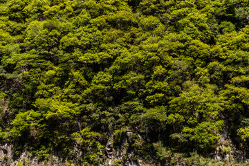 Obraz premium 森林