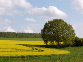 Eiche im Frühling neben Rapsfeld