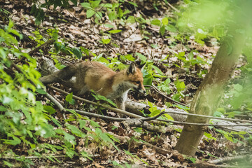 Fuchswelpe im Stadtpark