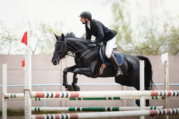closeup portrait of black mare horse and adult man rider jumping during equestrian showjumping...