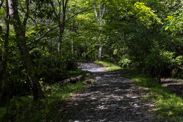 Obraz premium 森林