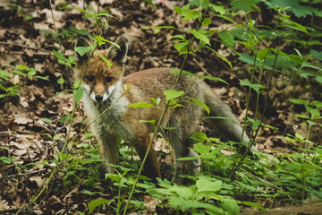 Fuchswelpe im Stadtpark