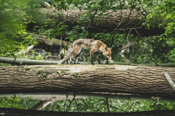 Fuchswelpe im Stadtpark