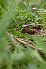 Small frog hiding in the grass on meadow