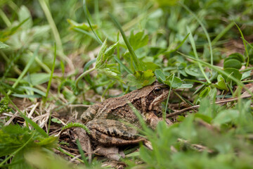 Closeup on small frog hiding in the grassy meadow