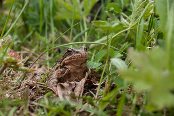 Small frog sitting among the grass