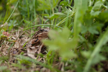 Small frog among the grass in Swedish meadow