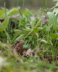 Closeup on small frog sitting still among the grass