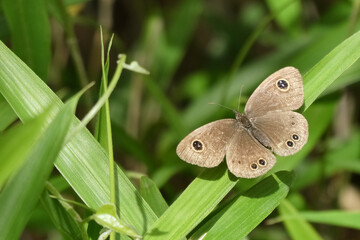 ヒメウラナミジャノメ蝶。