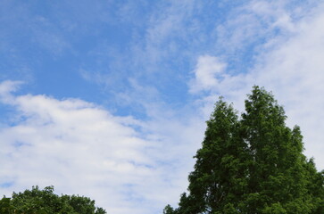 Obraz premium 高い木の上の青空