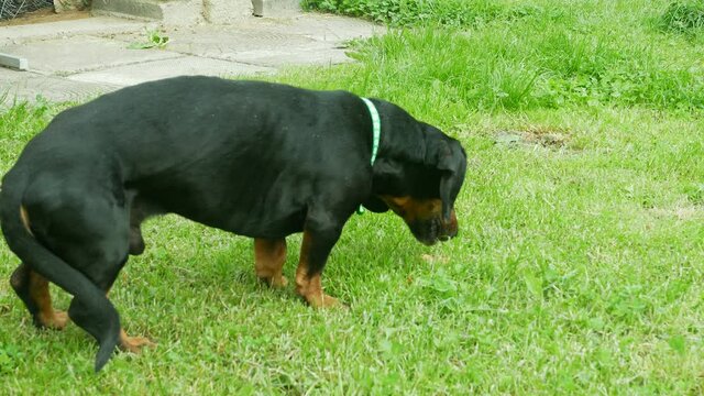 ill dog pukes on the grass near the house. dog health concept. 4k video