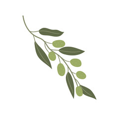 Illustration of an olive branch. Flat hand-drawn illustration. Isolated on white background.