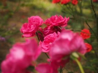 Close up of pink roses in the botanical garden