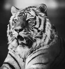 Grayscale Amur tiger head close-up with teeth