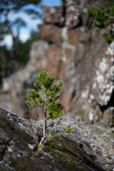 Wildlife of the Valaam nature reserve. Holy Island. A pine sprout grows from stones on the shore. The stones are covered with moss. Beautiful swirling bokeh.