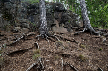 Wildlife of the Valaam nature reserve. Holy Island. Bare roots of old trees on a rocky slope.