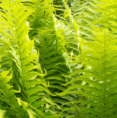 botanic wallpaper of fern leaves for woods biodiversity