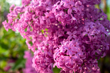 The bud of a flowering lilac bush in macro shooting