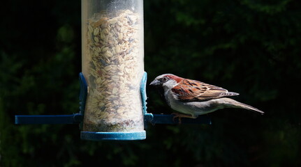 Naklejka premium sparrow in the garden