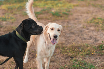 Funny faces of two dogs Shar Pei black dog and golden retriever dog outdoors on grass