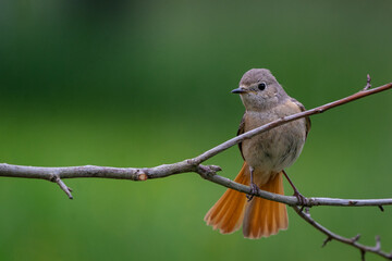 Gartenrotschwanz vor grünem Hintergrund auf einem Ast