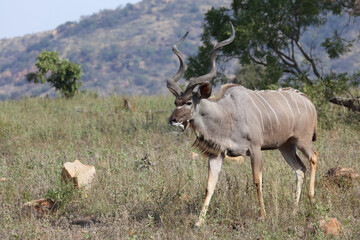 Naklejka na ściany i meble Großer Kudu / Greater kudu / Tragelaphus strepsiceros.