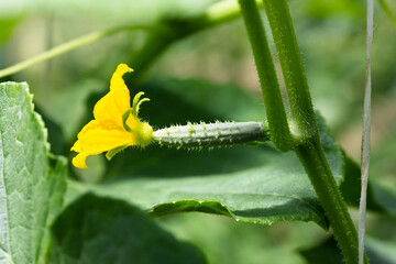 yellow flower on a small cucumber in a vegetable garden in a greenhouse