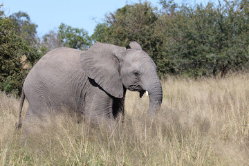 Obraz premium Afrikanischer Elefant / African elephant / Loxodonta africana...