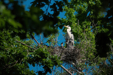 mother heron with small cubs in the nest against the background of the forest