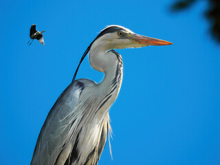 portrait of a heron against the background of the sky
