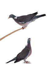 european wood pigeon(Columba palumbus) isolated on white background