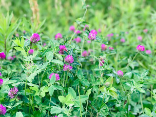 flowers in the garden