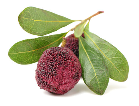 arbutus on white background