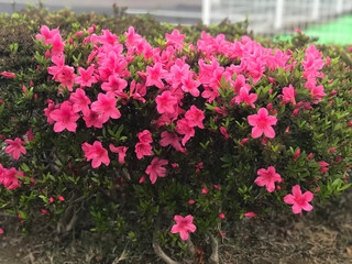 pink flowers in a garden