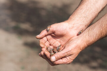 close-up of a gardener holding a lot of cockchafers in his palms