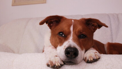 Dog laying on the couch in the day time 