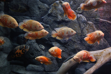 Different tropical fishes swimming in clear aquarium