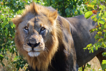 Afrikanischer Löwe / African lion / Panthera leo.