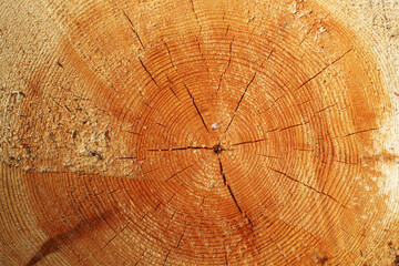 Cross-cut of a tree with annual rings. Background.