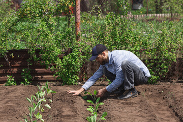 bearded man plants eggplant seedlings in the ground