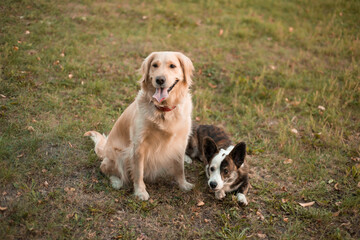 Funny faces of two dogs Welsh Corgi dog and golden retriever dog outdoors on grass