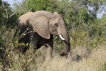 Fototapeta premium Afrikanischer Elefant / African elephant / Loxodonta africana