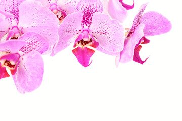Orchid flower on white isolated background. Floral background template
