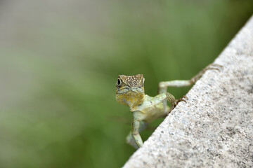 ひょうきんなキノボリトカゲ