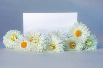 Greeting card template. White daisies with place for your greeting or design on a blue background