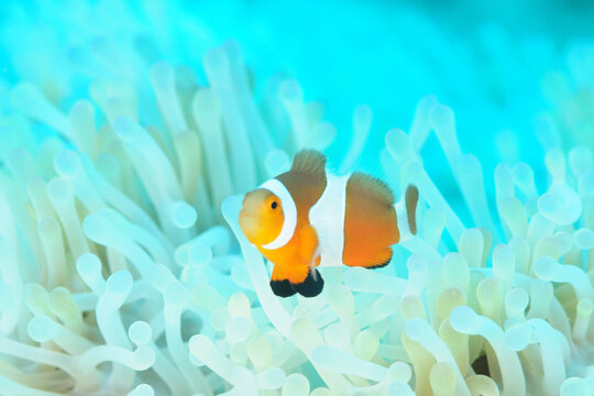 1 217 件の最適な カクレクマノミ 画像 ストック写真 ベクター Adobe Stock 1 217 件の最適な カクレクマノミ 画像 ストック写真 ベクター Adobe Stock