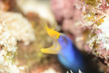 青と黄色（ハナヒゲウツボ）