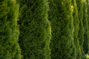 Green hedge of thuja trees. Closeup fresh green branches of thuja trees. Evergreen coniferous Tui...