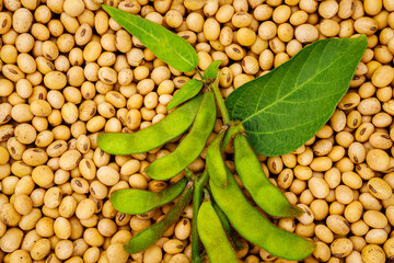 Soy bean, close up. Green soybean pod on dry soy beans background. Soy bean mature seeds